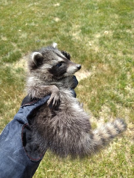 baby trapped raccoon