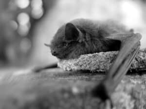 lil black bat