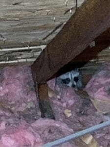 raccoon in attic