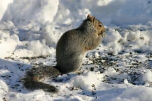 squirrel in the snow