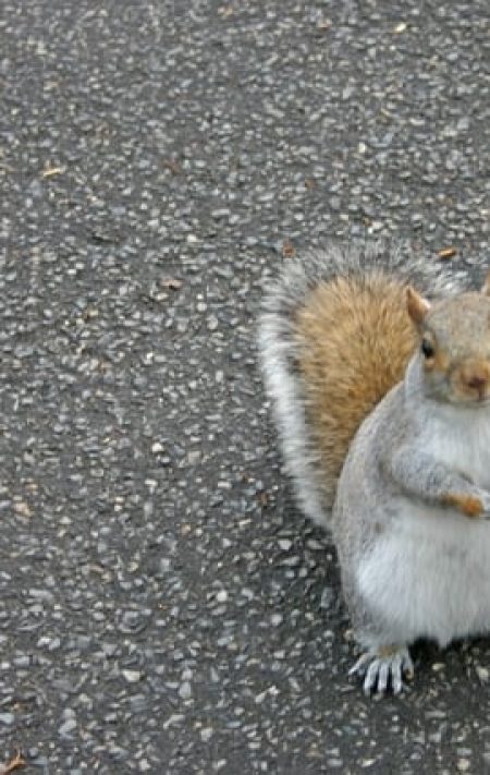 squirrel on the road